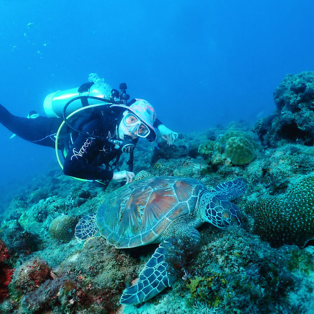 Embracing nature under the sea 🐢 
