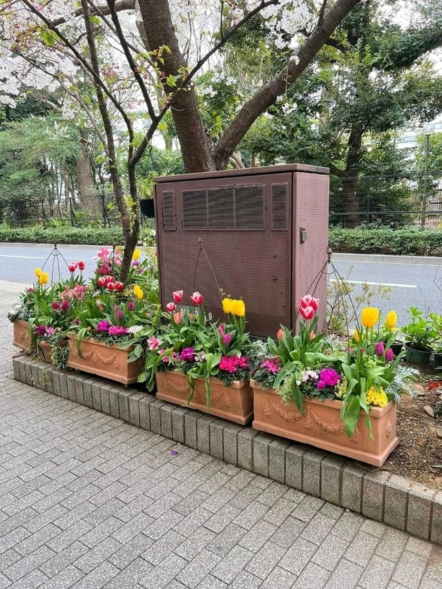 ชมซากุระบานที่เมืองโตเกียว