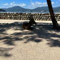 【広島】世界遺産・日本三景の宮島⛩️