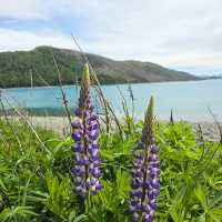 紐西蘭南島Lake Tekapo ～好美