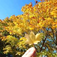 Photos of Golden Autumn (UK Uxbridge)