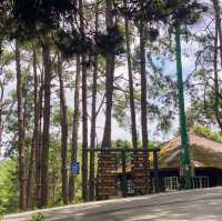 ภูหินร่องกล้า - ลานกางเต็นท์กลางป่าสน