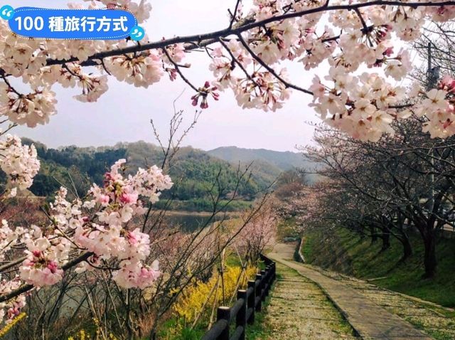 日本四國-德島賞花：山野林間的木蓮花、迎春花、櫻花