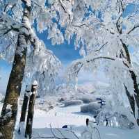 玩雪也可以選日本東北藏王