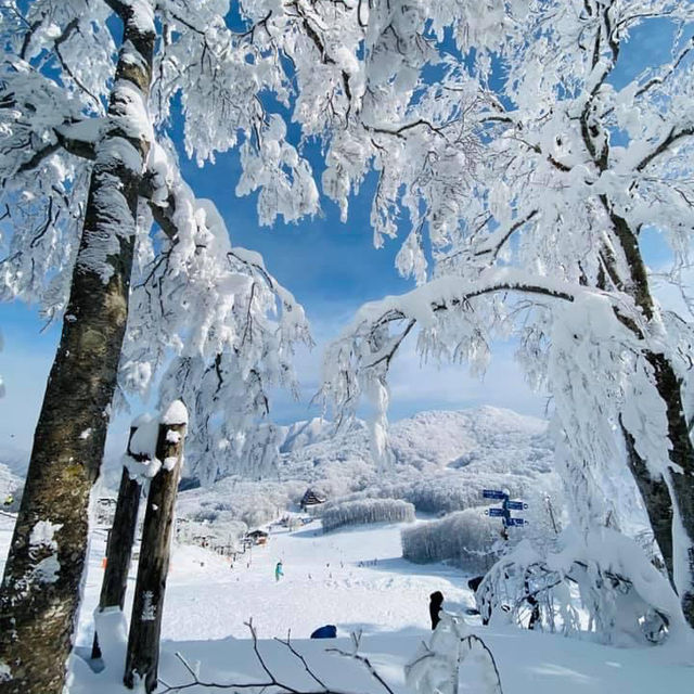 玩雪也可以選日本東北藏王