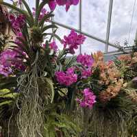 Nature's Palette: Discovering the Latest Blooms at Gardens by the Bay