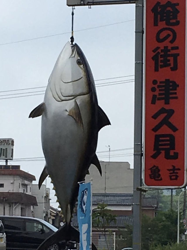 【津久見】口に入れたとたん笑顔で震える絶品クロマグロ✨