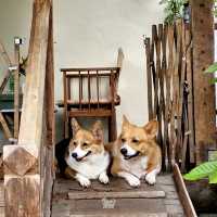 ไปฮีลใจกับคาเฟ่ที่มีน้องคอร์กี้มาคอยต้อนรับ...😊