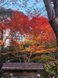 景點推薦：六義園——秋日東京的庭園秘境