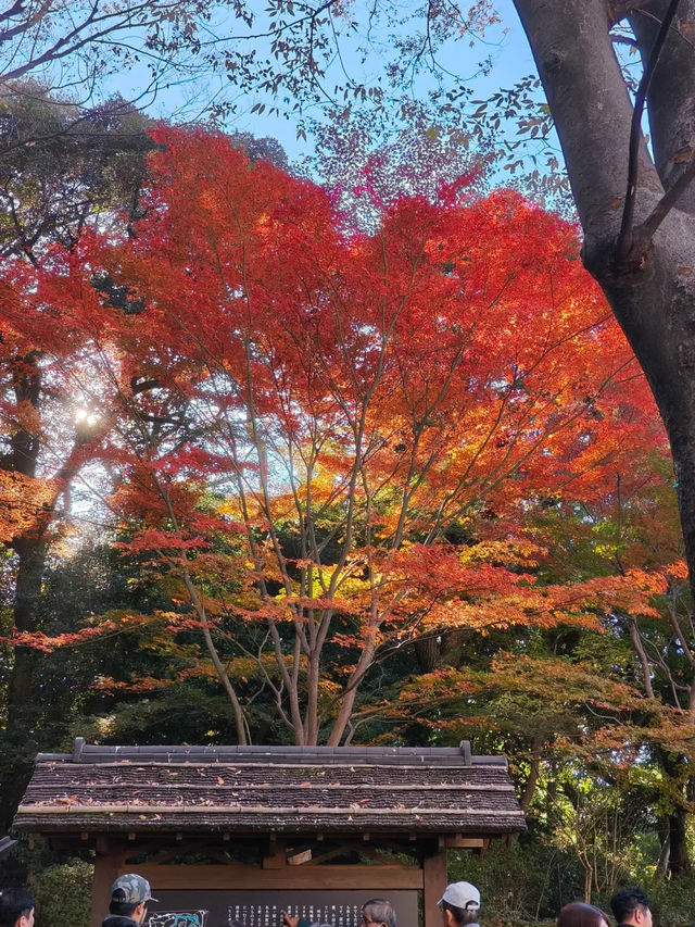 景點推薦：六義園——秋日東京的庭園秘境