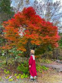 長野観光🥰🚂赤沢森林鉄道🚂素敵な紅葉を愛でながら癒される旅🍁