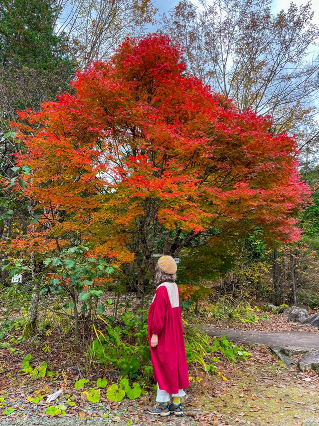 長野観光🥰🚂赤沢森林鉄道🚂素敵な紅葉を愛でながら癒される旅🍁