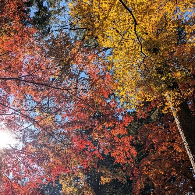 醉人的紅葉銀河，漫步千年古剎「中尊寺」