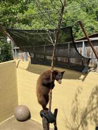 ［北卡旅遊］cherokee bear zoo-分享但不一定推薦🐻🐾