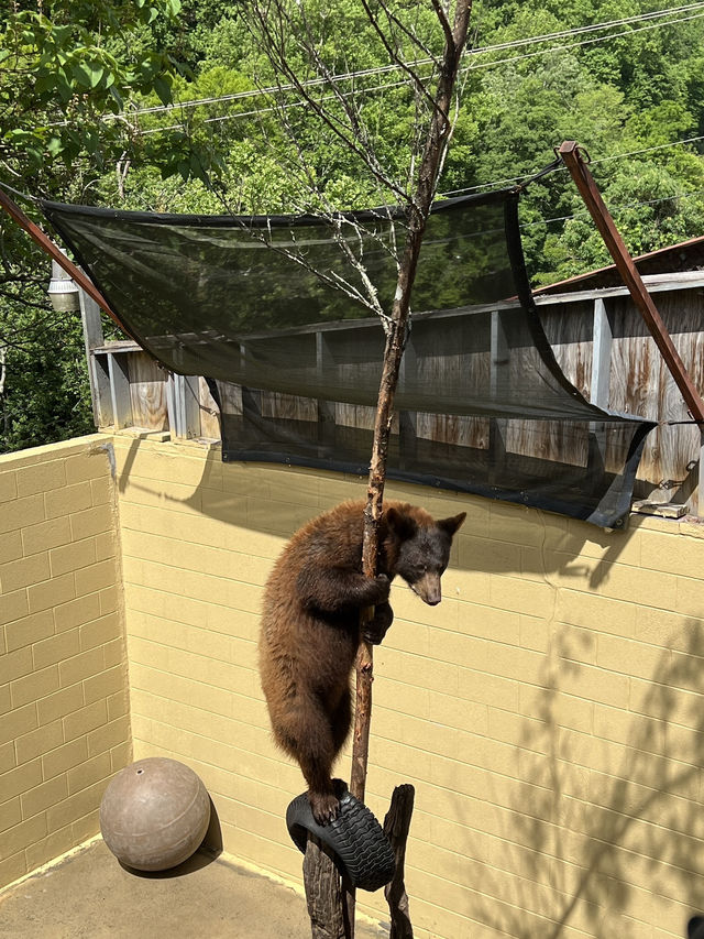［北卡旅遊］cherokee bear zoo-分享但不一定推薦🐻🐾
