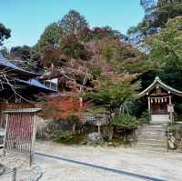 Slow life in Yanagawa and old town charm in Dazaifu