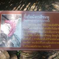 หุบป่าตาด