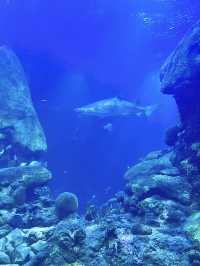 ［田納西旅遊］Tennessee Aquarium-心目中第一名的水族館🐠🦈🪼🐊🦋