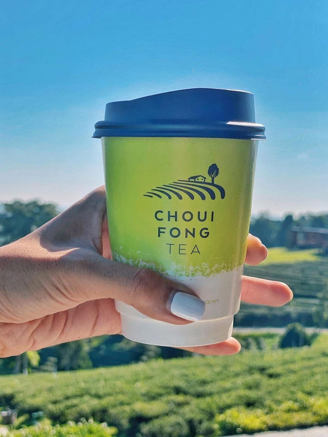จิบชาชมวิวปังไม่ไหวที่ไร่ชาฉุยฟง เชียงราย🍵🌱🌱