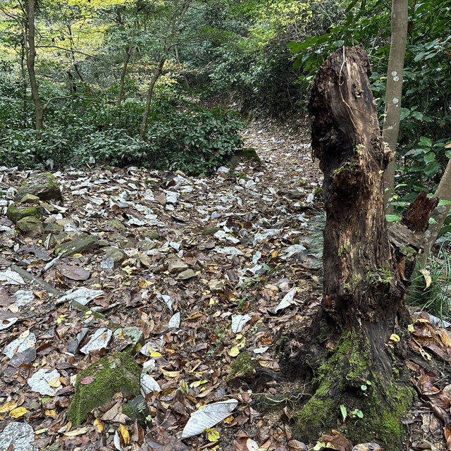 【岐阜観光】岐阜の自然を満喫できる絶景スポット