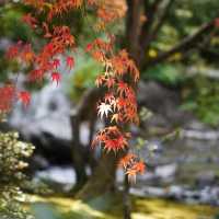 上田公園-黃金畫廊