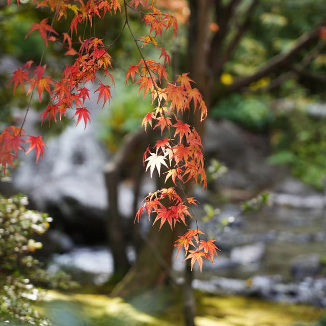 上田公園-黃金畫廊
