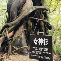 Walking Into the Mystical Forests of Yakushima !