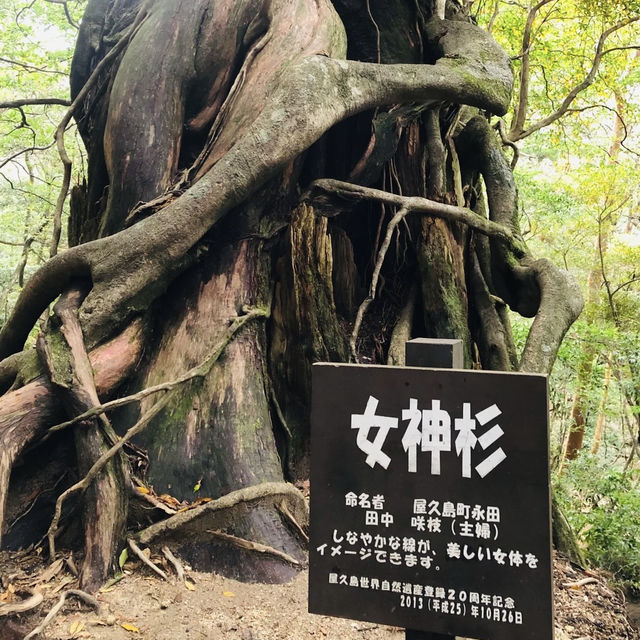 Walking Into the Mystical Forests of Yakushima !