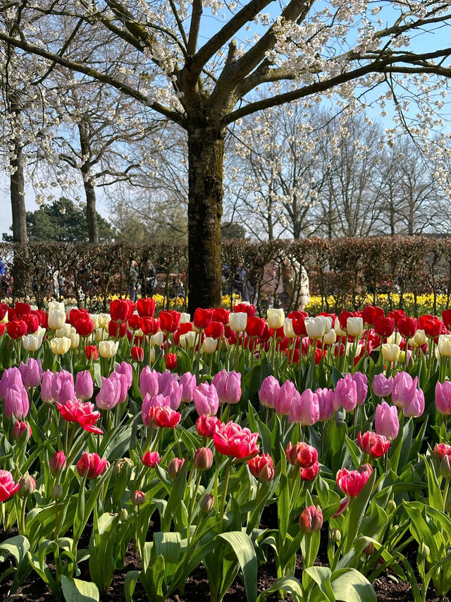 阿姆斯特丹🇳🇱 庫肯霍夫公園🌷 （Keukenhof）