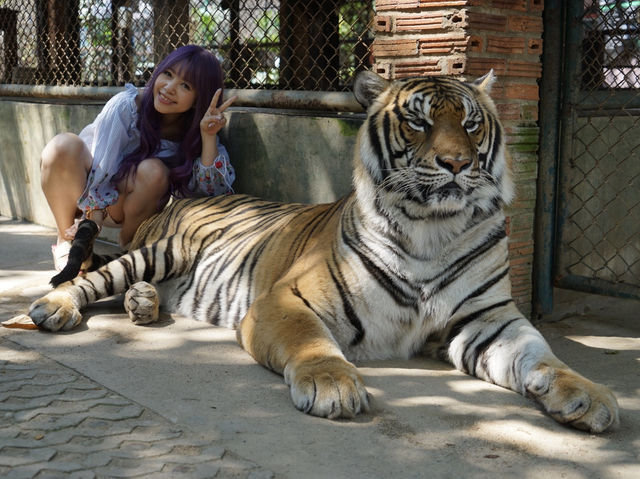 Thrilling Experience at Tiger Kingdom Chiang Mai