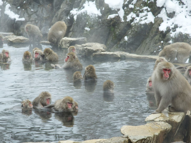《長野県》地獄谷野猿公苑