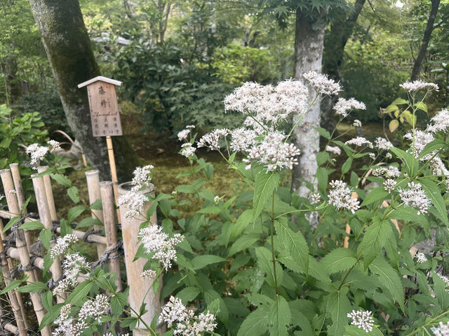 天龍寺｜進門可見👀趣味達摩畫像的禪寺