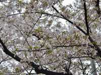 Cherry Blossoms Aren’t Just in Japan, Seoul Has Them Too: Yeouido Hangang Park