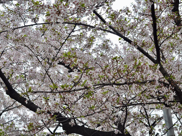 Cherry Blossoms Aren’t Just in Japan, Seoul Has Them Too: Yeouido Hangang Park