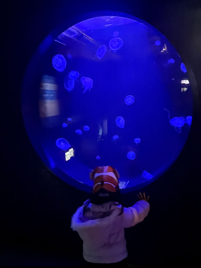 [愛知]旬スポット🐠冬の風物詩こたつに座って水槽を眺められる水族館