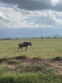 Animal Hunting during Safari Trip