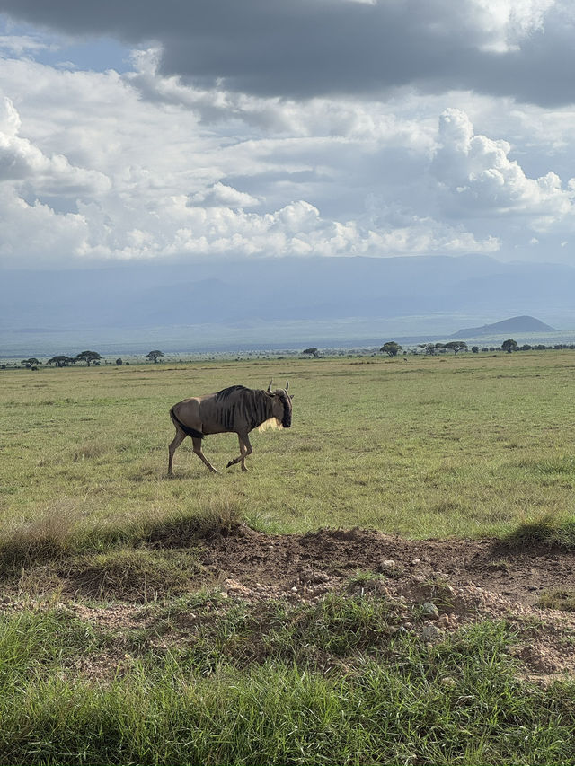 Animal Hunting during Safari Trip