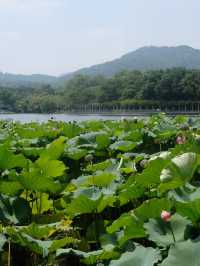 🌅 West Lake Hangzhou: A Dreamy Escape into China’s Most Beautiful Scenery 🏞️ 