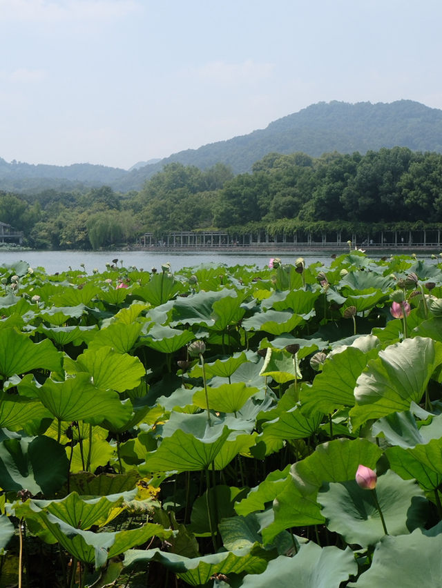 🌅 West Lake Hangzhou: A Dreamy Escape into China’s Most Beautiful Scenery 🏞️ 