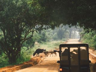 A Full-Day Safari in Yala National Park