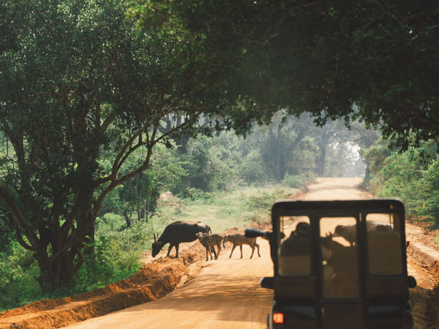 A Full-Day Safari in Yala National Park
