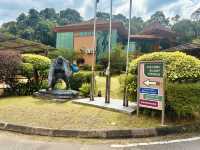 Semenggoh Nature Reserve - A Thrilling Wildlife Adventure