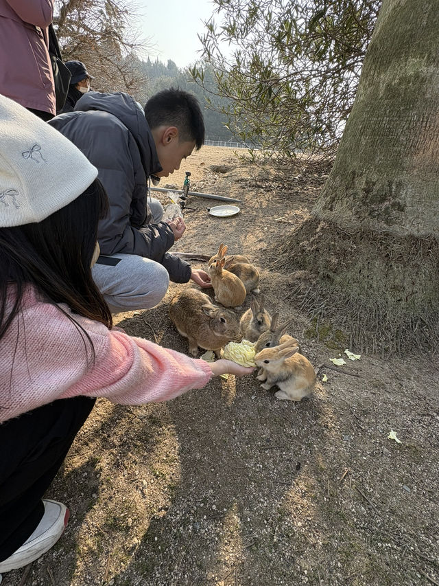 可愛兔子島