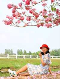 ชมดอกชมพูพันธุ์ทิพย์ ม. เกษตร กำแพงแสน นครปฐม