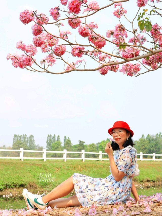 ชมดอกชมพูพันธุ์ทิพย์ ม. เกษตร กำแพงแสน นครปฐม
