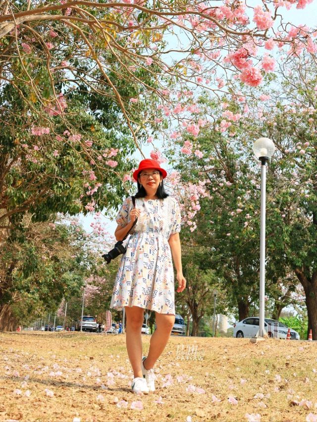 ชมดอกชมพูพันธุ์ทิพย์ ม. เกษตร กำแพงแสน นครปฐม