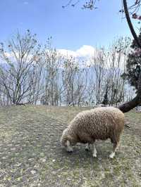 【台湾】清境農場🐏