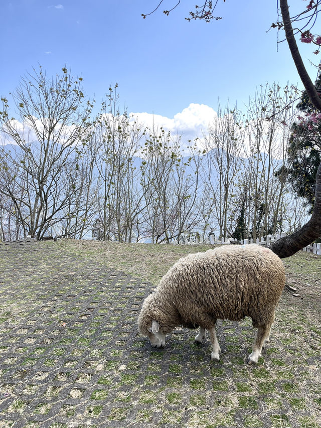 【台湾】清境農場🐏