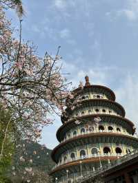 🌸 櫻花盛開，淡水無極天元宮的夢幻之旅 🌸