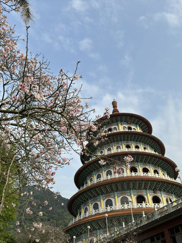 🌸 櫻花盛開，淡水無極天元宮的夢幻之旅 🌸